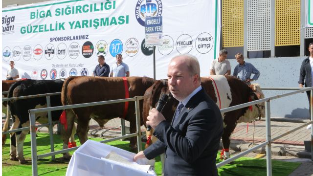 Biga Sığırcılığı Güzellik Yarışması Büyük Heyecana  Sahne Oldu